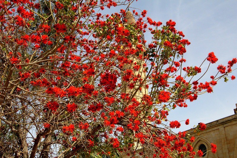 Превью Палаша